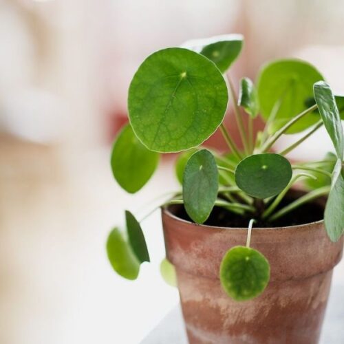 Propagate Pilea Plants from Leaves