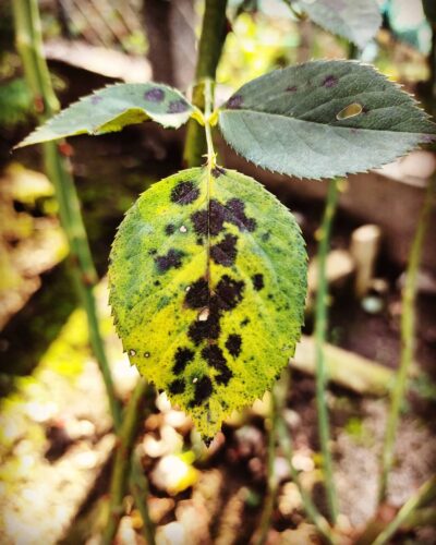 Black Spot on Roses 