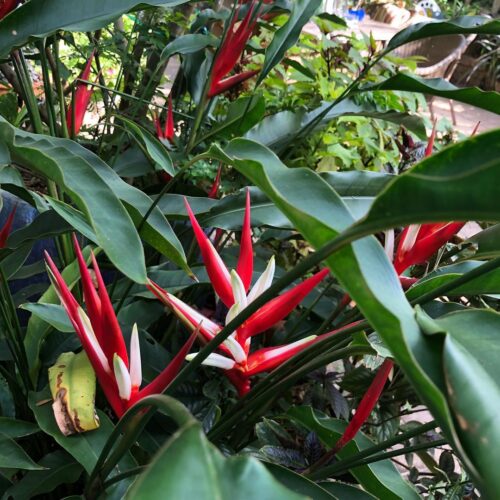 Christmas Heliconia