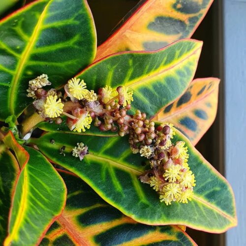 How to Make Your Croton Bloom