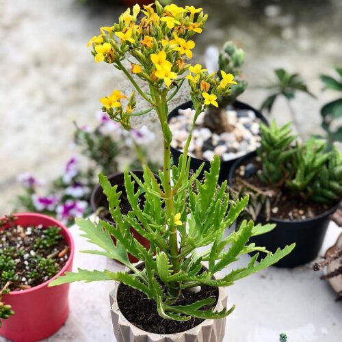 Kalanchoe laciniata