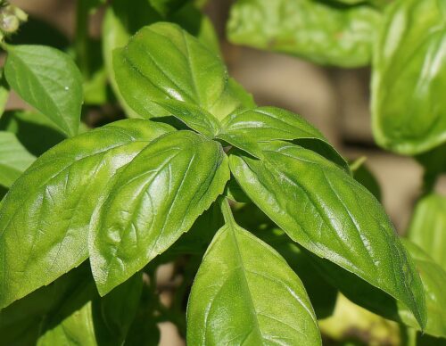 Indian Herbs