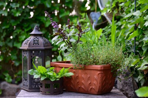 Secrets of Growing Herbs