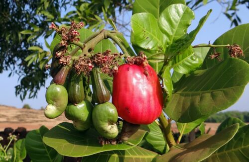 Nuts You Can Grow in Pots 1