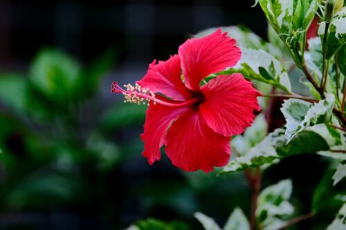 How to Grow Hibiscus Plant from a Cutting