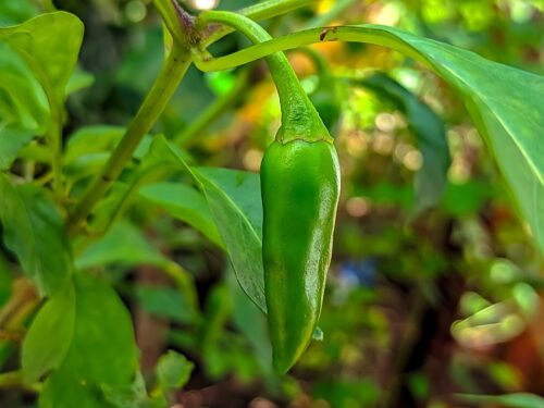 Jalapeno Growing Tips in Pots