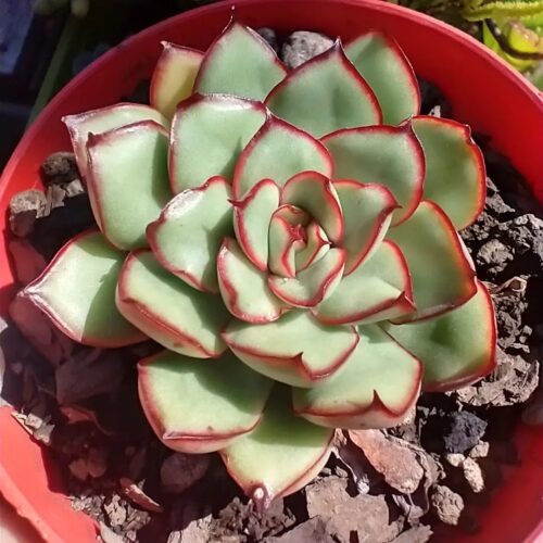 Echeveria 'Christmas'