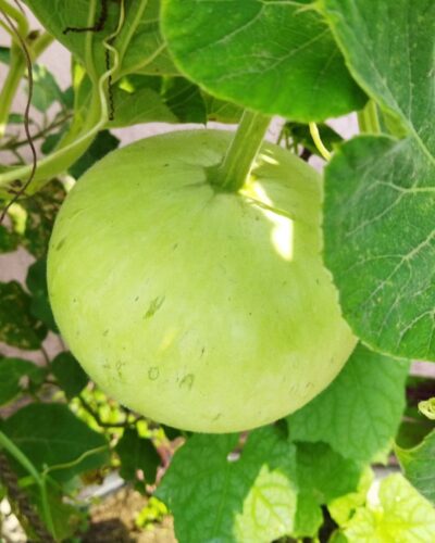 round gourd care