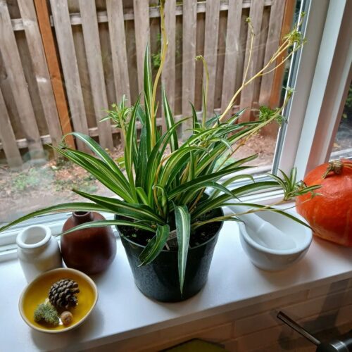 ways to propagate spider plants