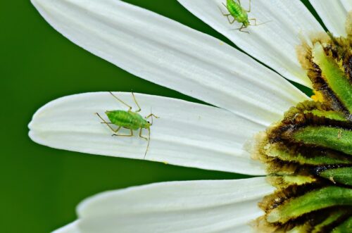 Common Pests For Container Gardeners