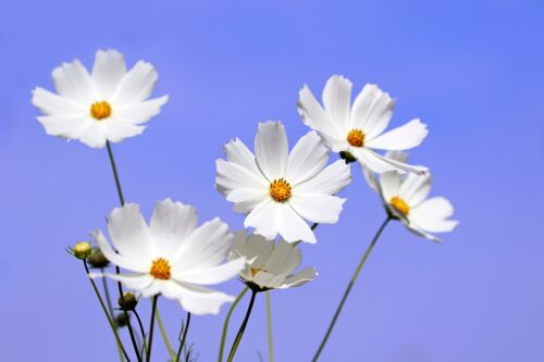 Cosmos in Pots