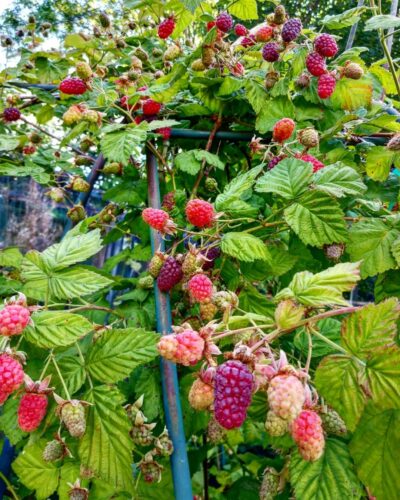 How to Grow and Care Loganberries | HomeGardeningWeb