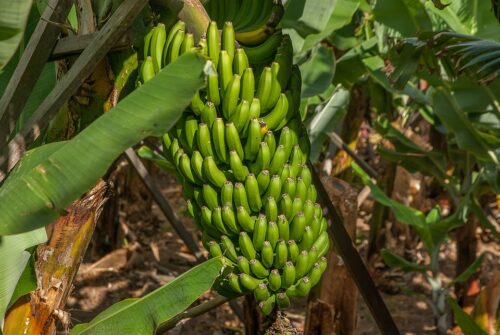 How to Grow a Banana Tree in Cold Climate