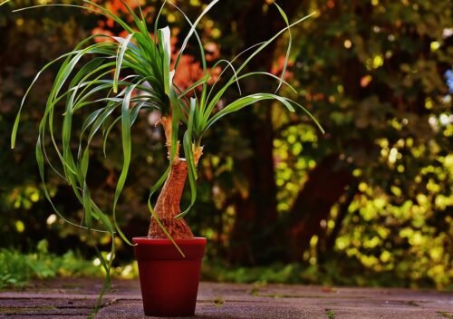 Tips to Wrap Potted Plants for Winter