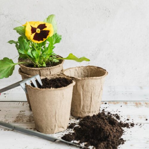 Biodegradable Plant Containers