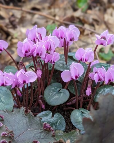 Cyclamen coum