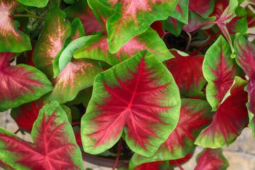 How to Overwinter Tropical Plants Indoors