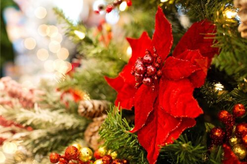 Poinsettia Care Mistakes to Avoid this Christmas