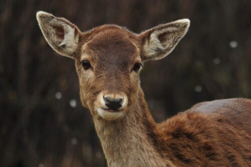 Affect of Climate Change on Wildlife in the Garden