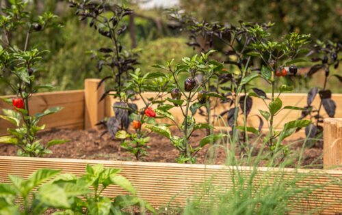 Tips to Protect Raised Garden Bed in Winter